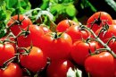 Abnehmen mit der Tomaten Diät